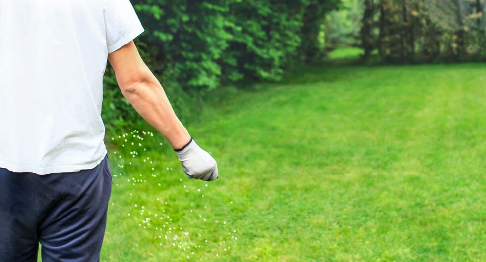 Man's hand sprinkling granular fertilizer on a green garden lawn in springtime feeding lawn with granular fertilizer for perfect green grass by hand over a lush green garden lawn bordered by trees and bushes. lawn care and gardening passionately conducted in a residential setting. fertilizer helps lawn thrive all year long