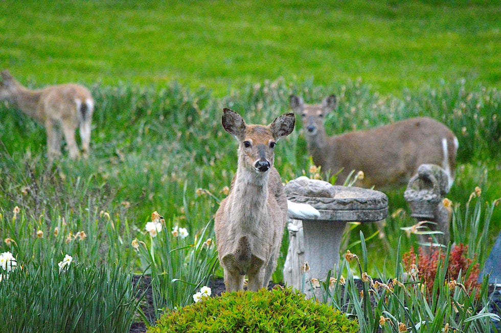 White-Tailed Deer White-Tailed Deer