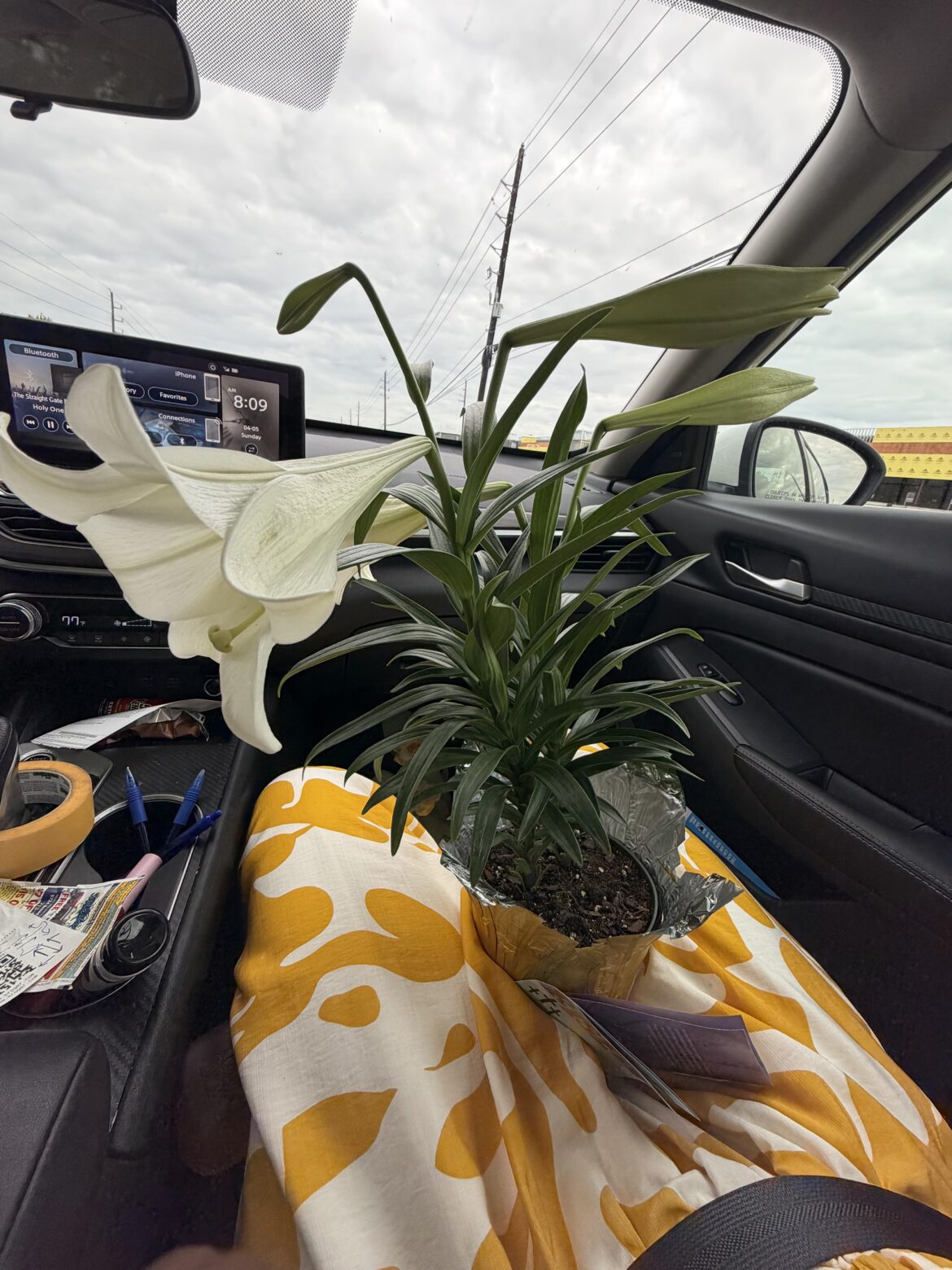 Just got a lily