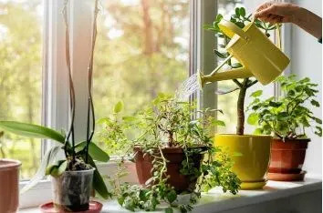  A windowsill is all you need to grow low-maintenance plants or herbs but their presence can provide unexpected dividends to your well-being. Getty Images