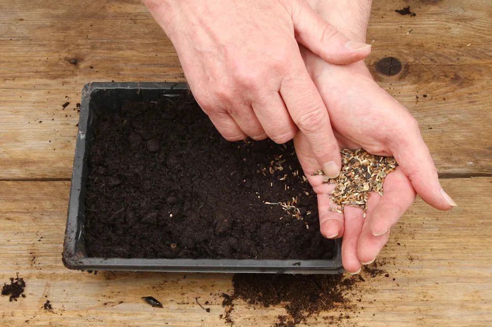 Sowing seeds into a seed tray (Alamy/PA)
