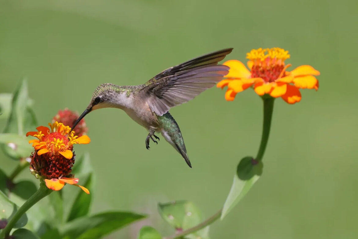 20 Vibrant Flowers That Will Attract Hummingbirds to Your Garden 20 Vibrant Flowers That Will Attract Hummingbirds to Your Garden