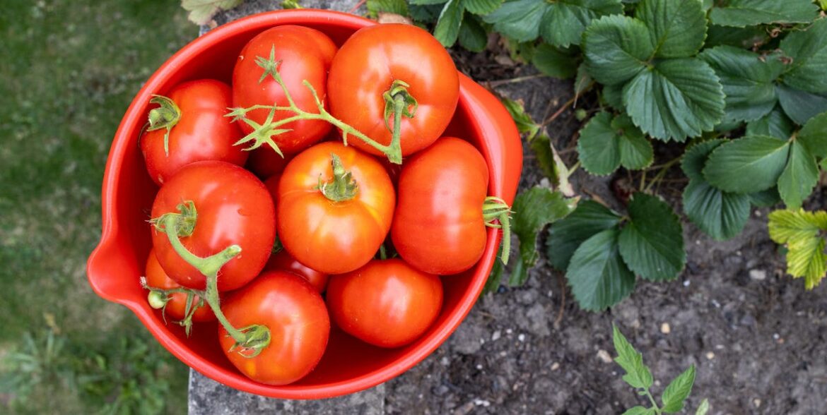 8 Tomato Mistakes to Avoid for a Better Harvest