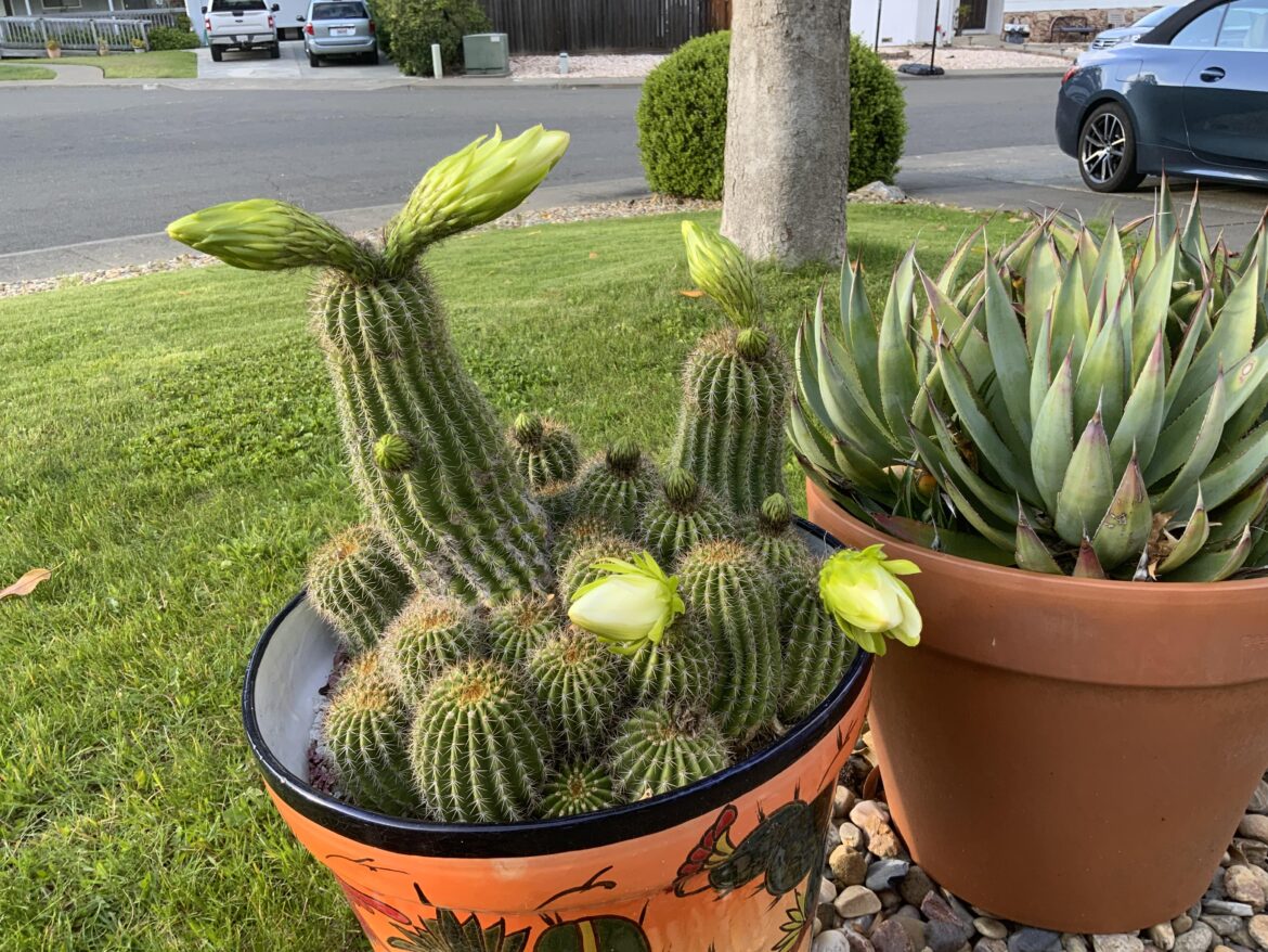 Cactus bloom