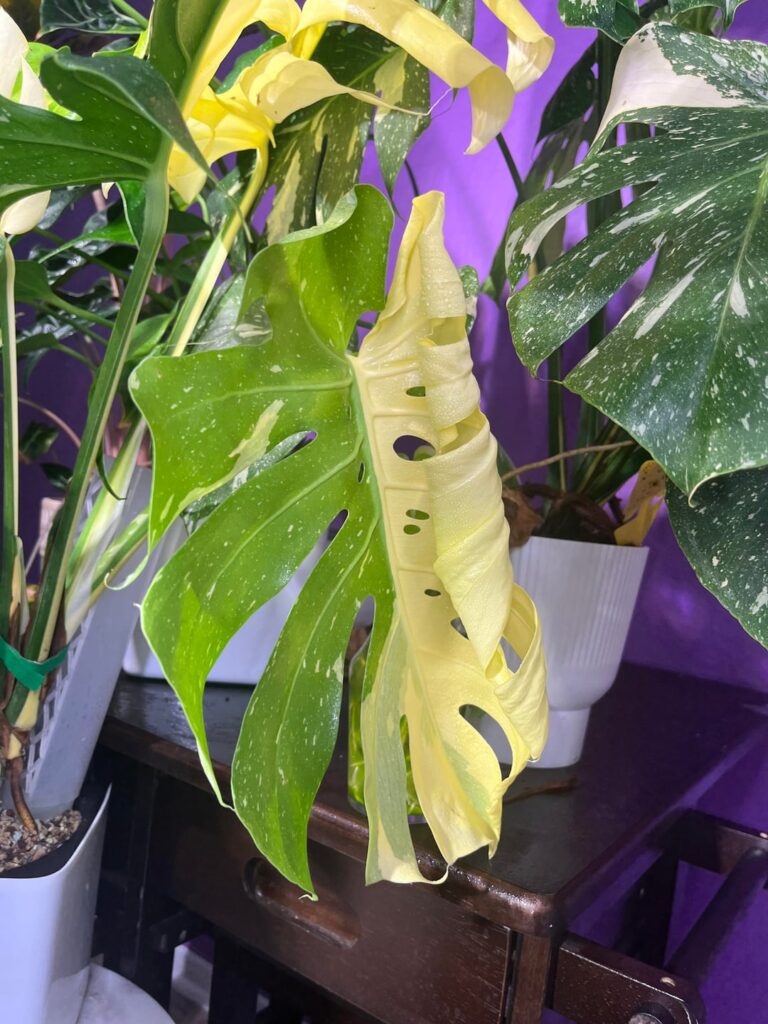New thai half moon leaf, odd fenestrations