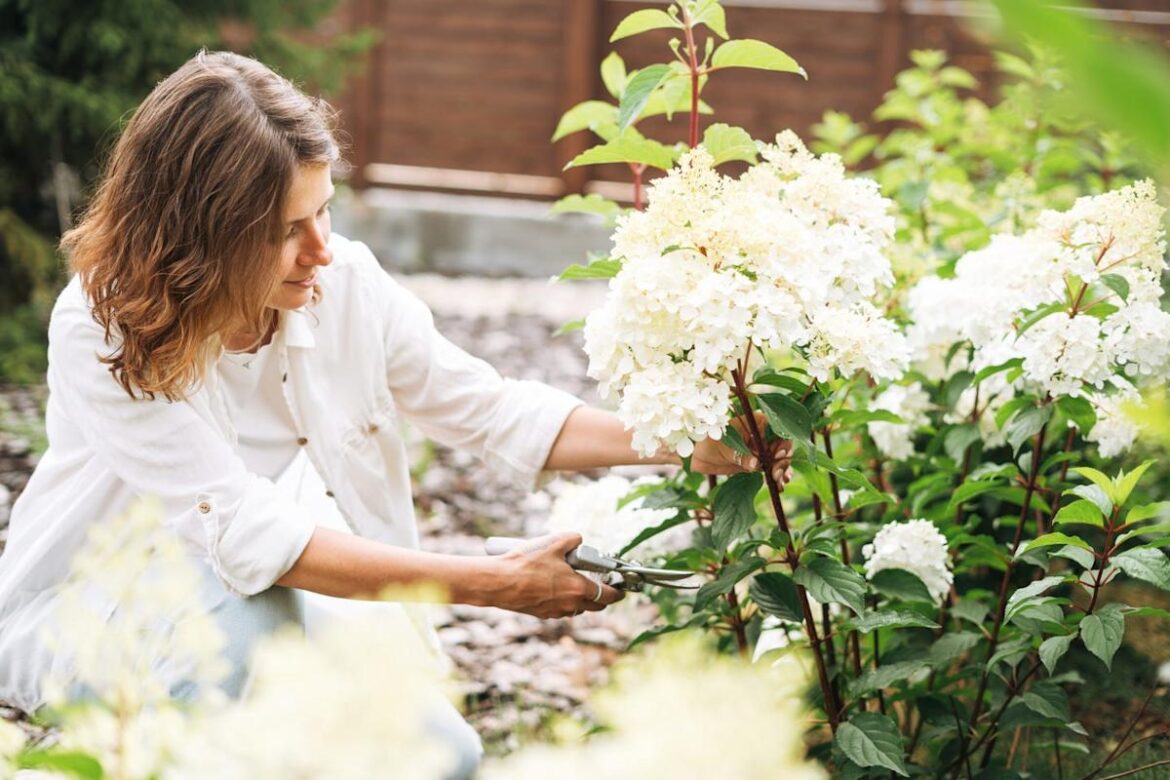 Is It Too Late to Prune Hydrangeas? Here’s What Every Gardener Needs to Know