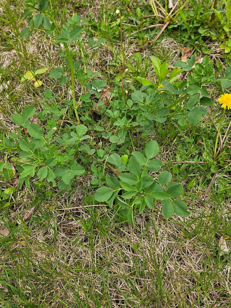 Popped up in my yard