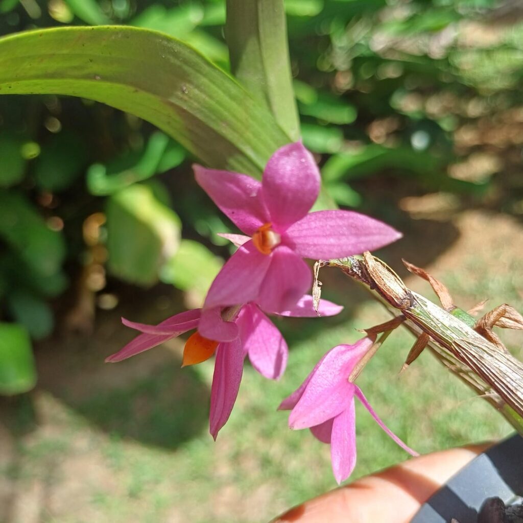 Dendrobium Hibiki