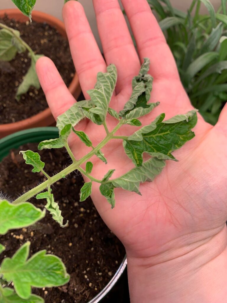 Every years the few tomatoes I start get droopy leaves one by one. What can I do?
