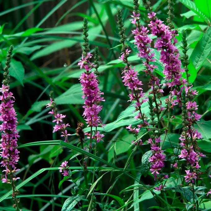 Tall purple flowers bloom amidst vibrant green foliage, swaying gently in a natural environment, surrounded by various leaves and grasses.