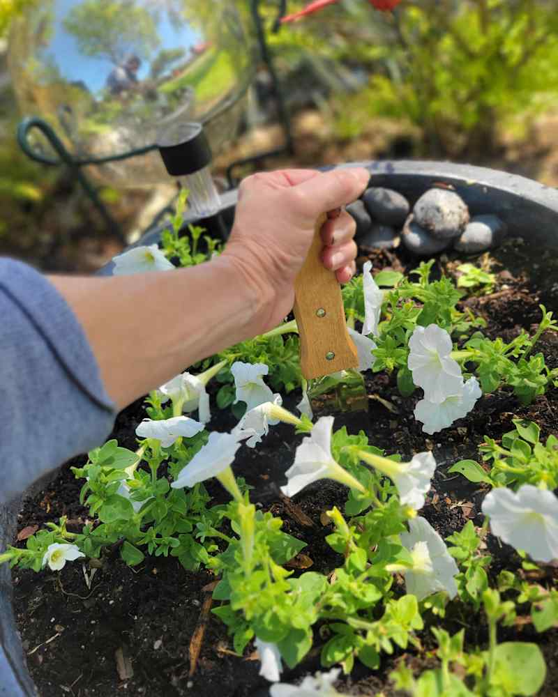 Someone using hori hori knife in flower bed.