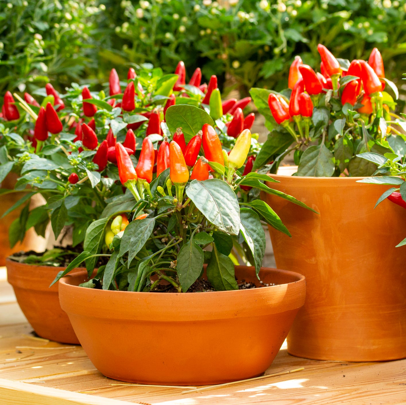 best patio plants