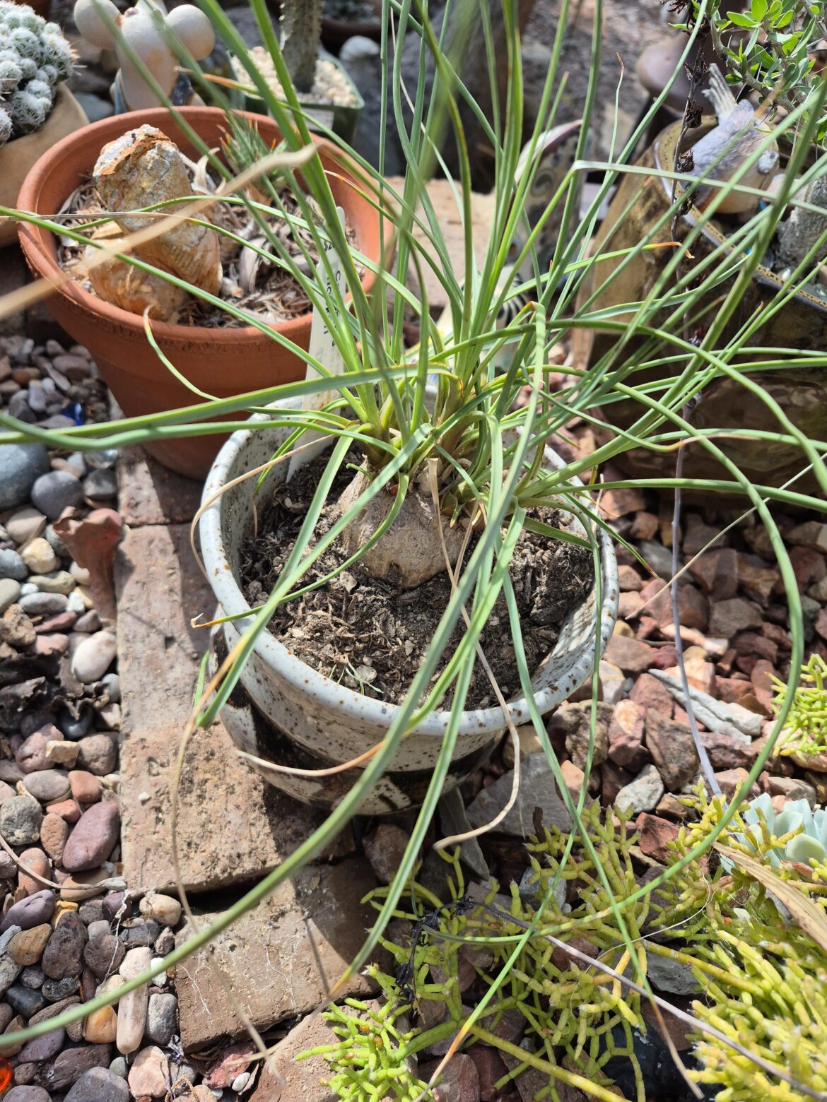 Calabanus hookerii growth question