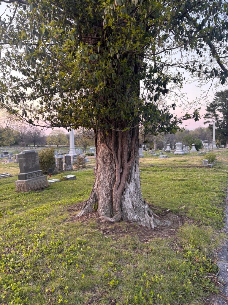 Local cemetery has a lot of really old trees with these vines all over them.
