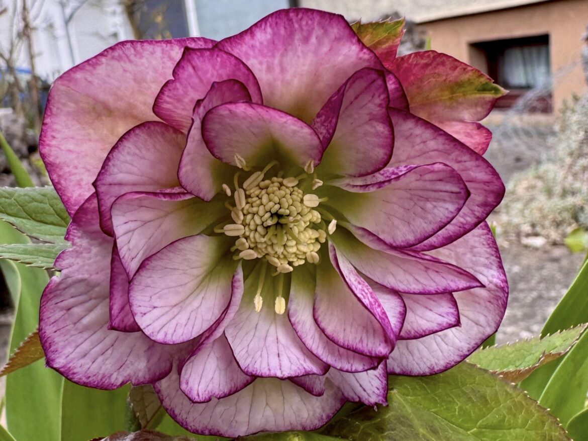 hellebore is blooming for the first time 😀[OC]