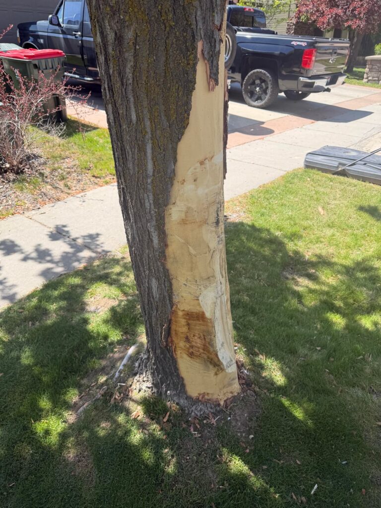 Drunk driver hit my tree, will it survive?