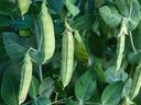 Temperature, moisture and planting depth are a few factors that can determine the success of shelling pea germination.