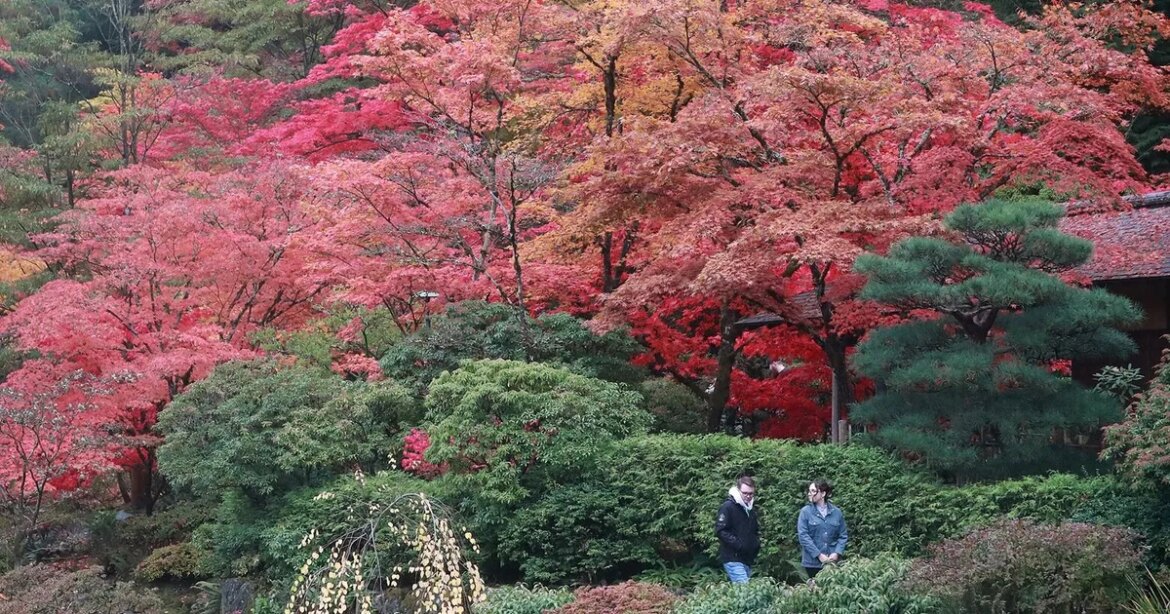 Seattle Japanese Garden to close for construction this summer Seattle Japanese Garden to close for construction this summer