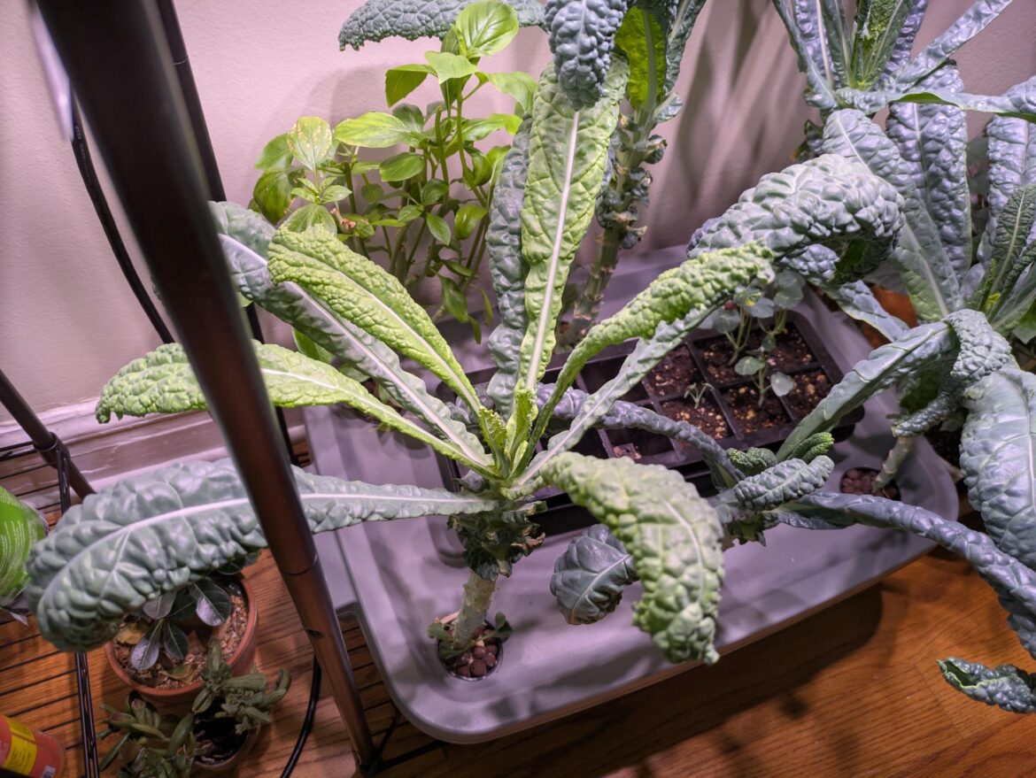 The visible rapid growth of my lacinato kale plant after adding nutrients and lowering the pH The visible rapid growth of my lacinato kale plant after adding nutrients and lowering the pH