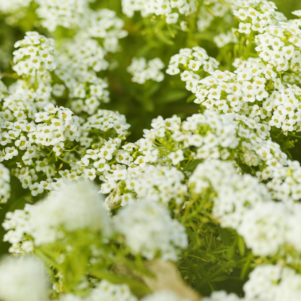 Fast-growing flowers sweet alyssum fast growing flowers sweet alyssum