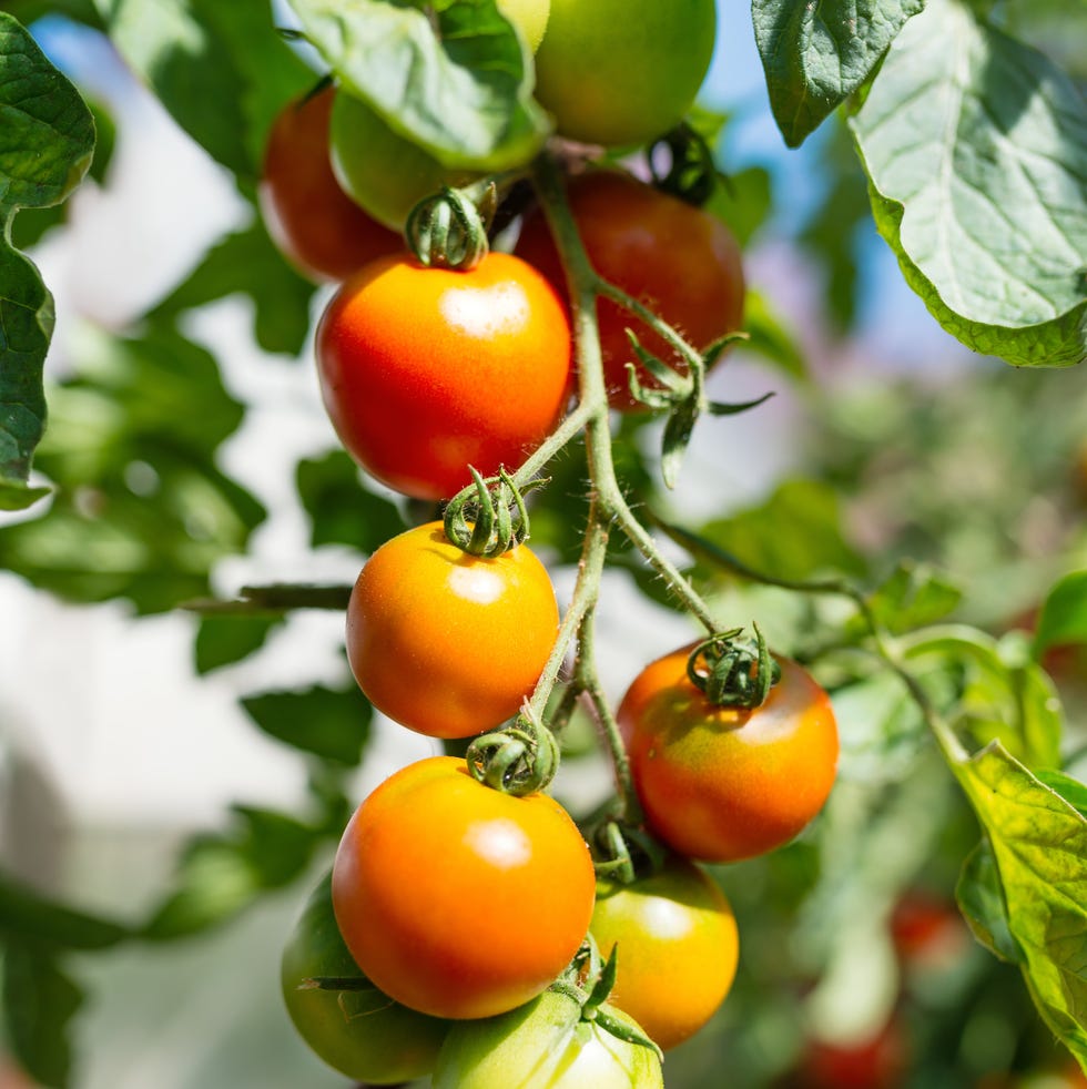 5 vegetables you should plant in small spaces fresh unripe bunch of green and orange tomatoes growing in greenhouse