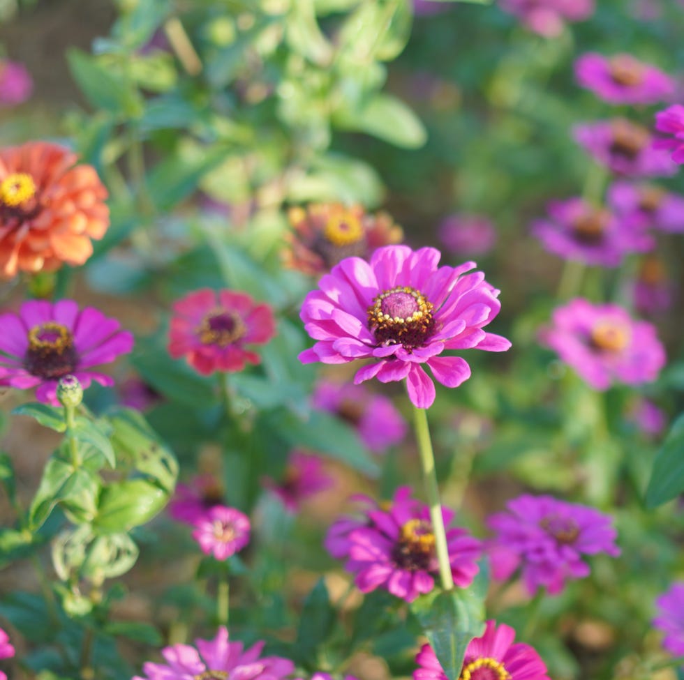 Simple pinching trick for bigger blooms this summer pink flower zinnia
