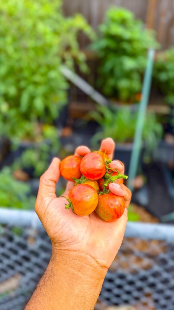 First Time Tomato Grower!