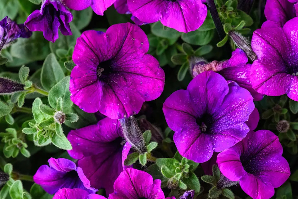 purple petunia flower garden plant