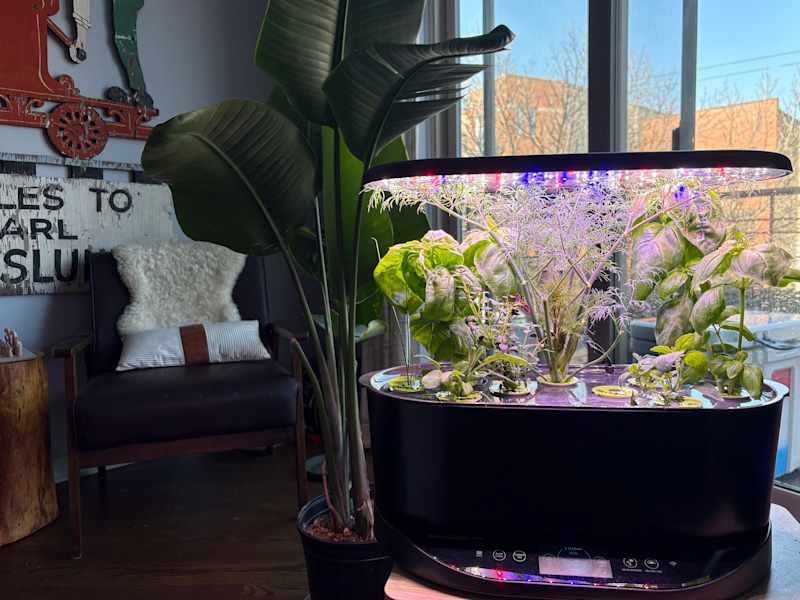 Various herbs growing in Aerogarden.