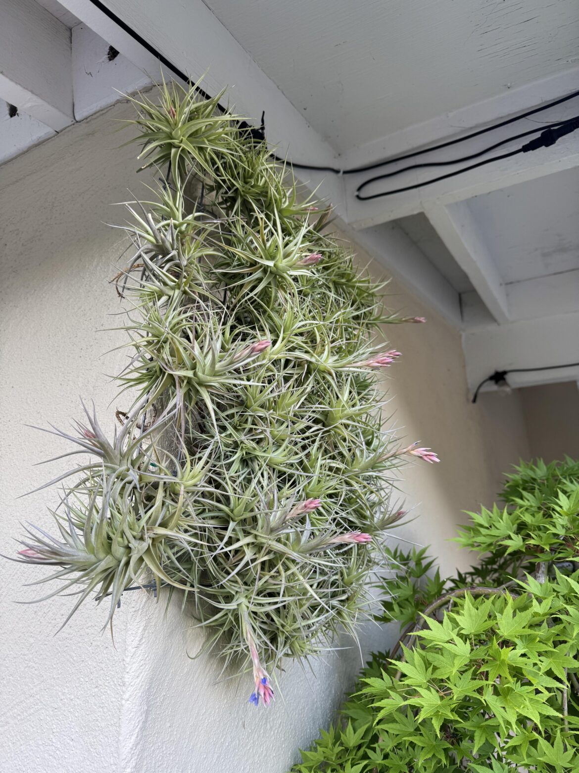 Got some blooms.