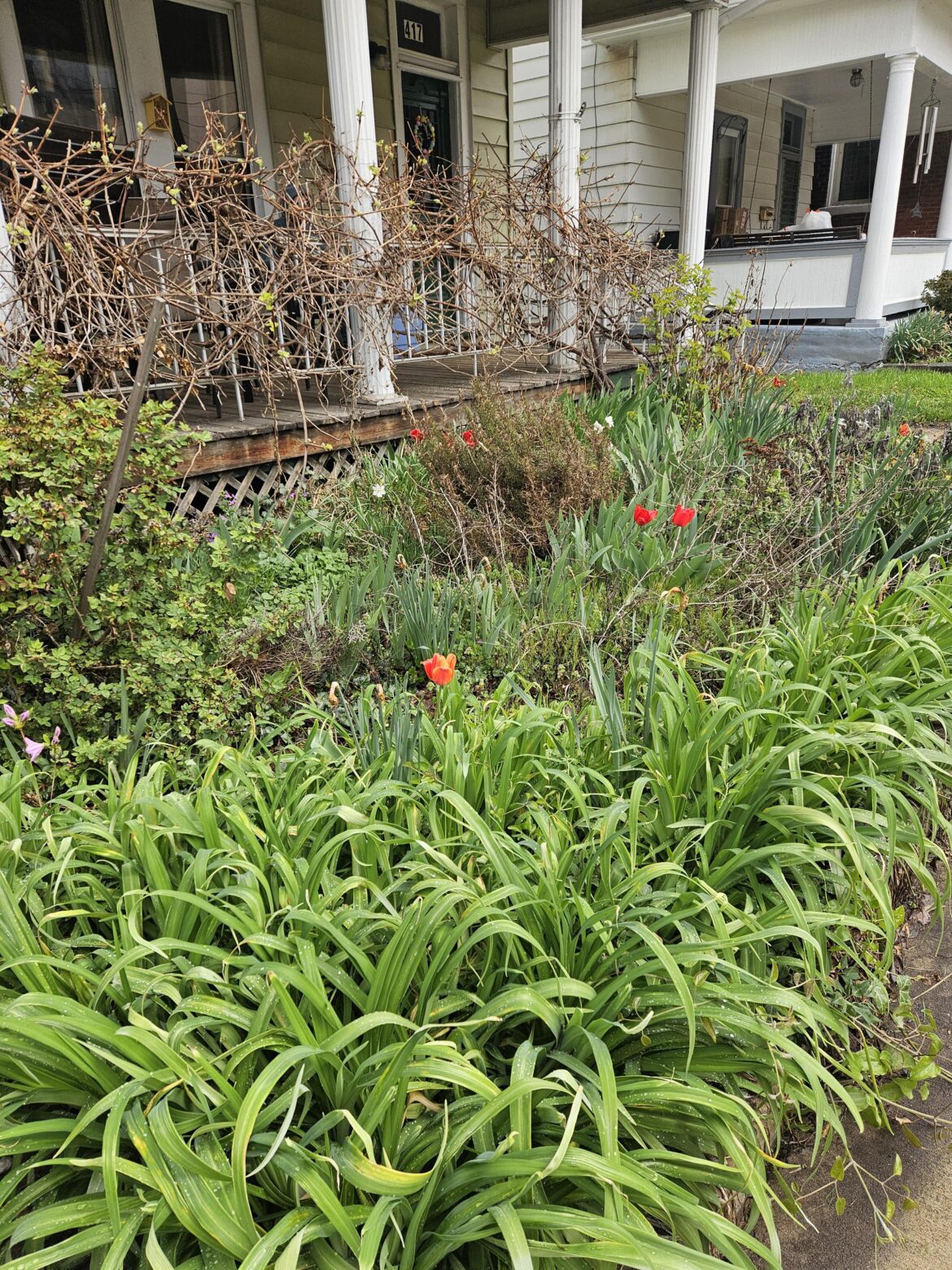 Early Spring in the Yarden