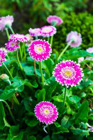 Credit: Southern Living Plant Collection