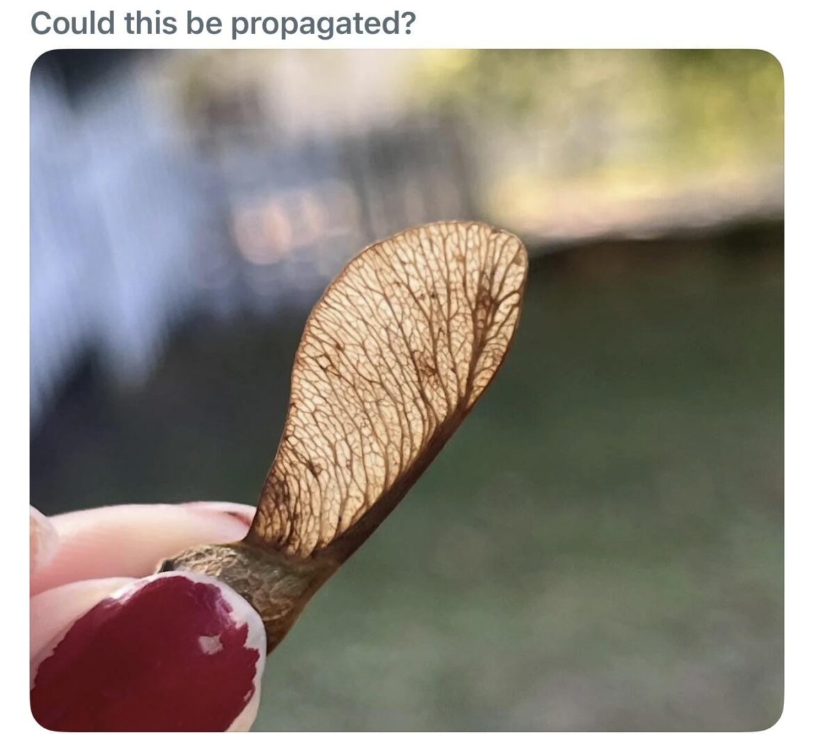 I love to propergate and make more free plants for myself!!😍😍😋