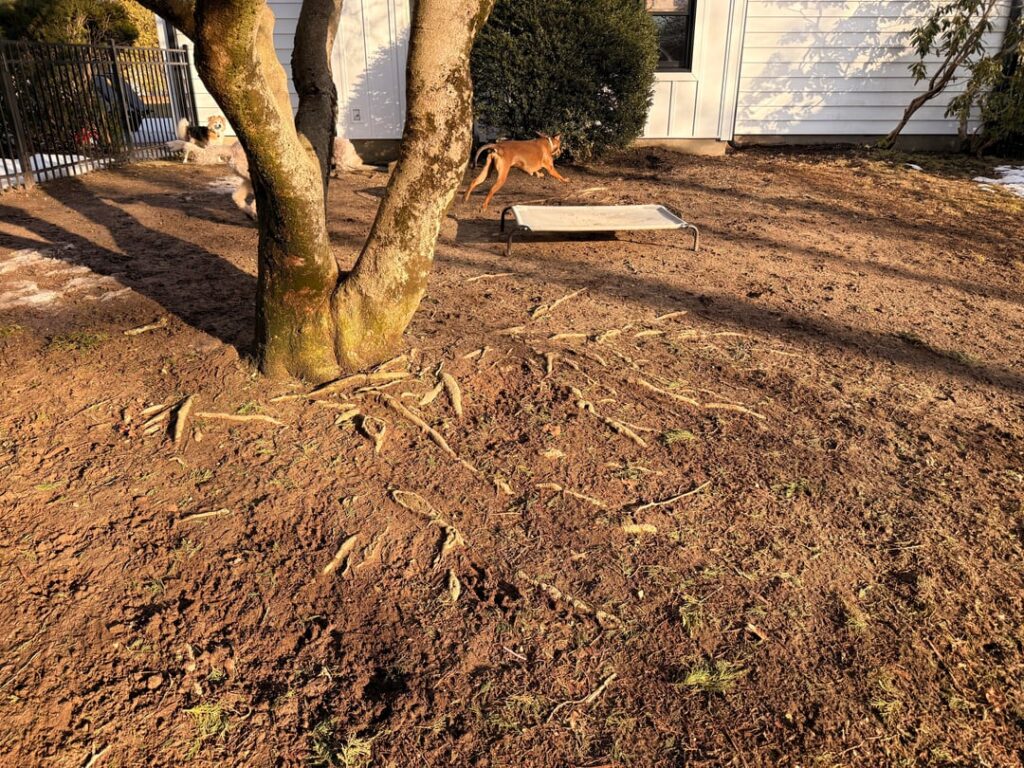My husband insisted on laying sod up to this magnolia tree trunk and I’m worried… My husband insisted on laying sod up to this magnolia tree trunk and I’m worried…