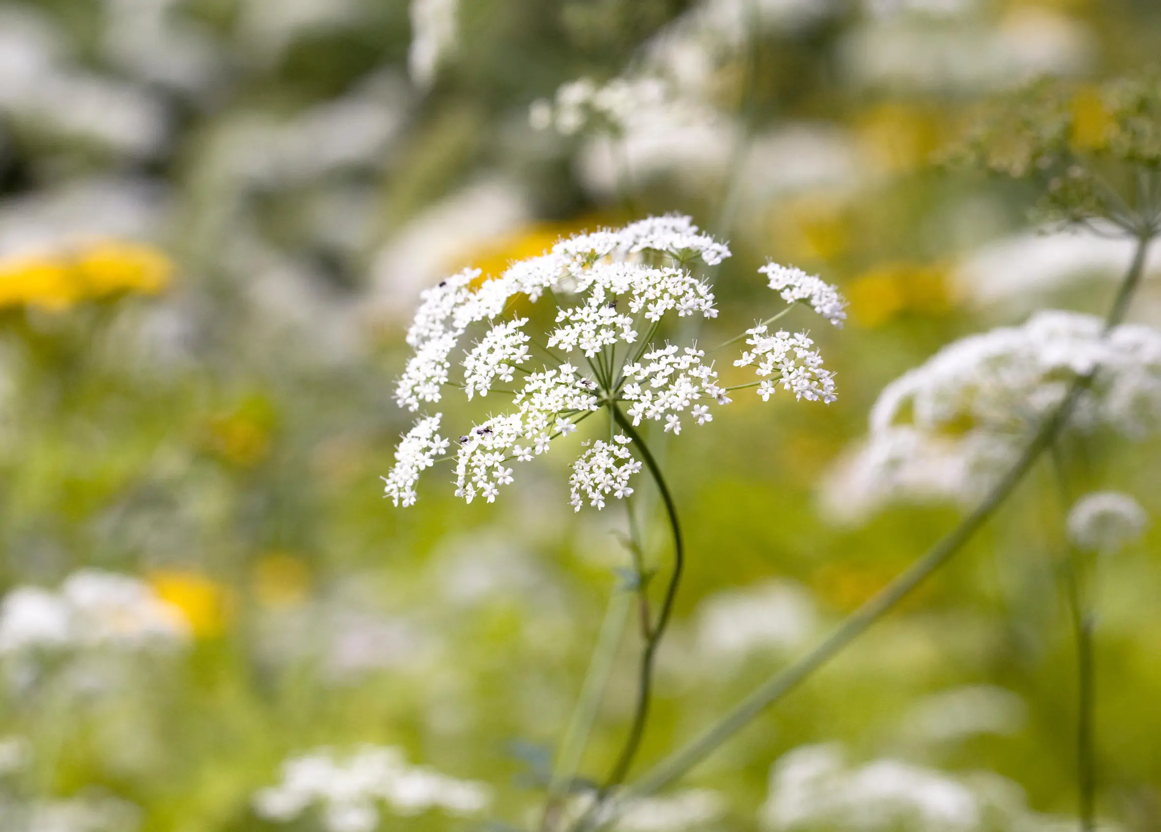 Close-up of Ammi majus flowers, also known as Bishop's flower, with a blurred background of green and yellow flowers.