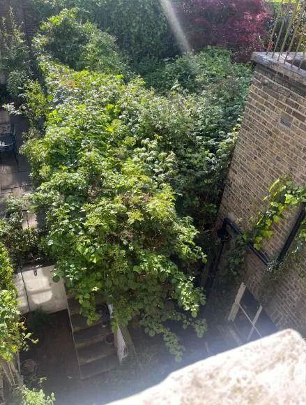 Overgrown rear garden filled with dense shrubs and climbing plants, spilling over paths and growing close to brick buildings on either side.