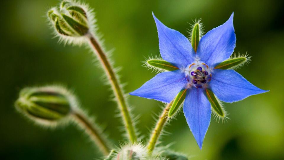 Borage flower