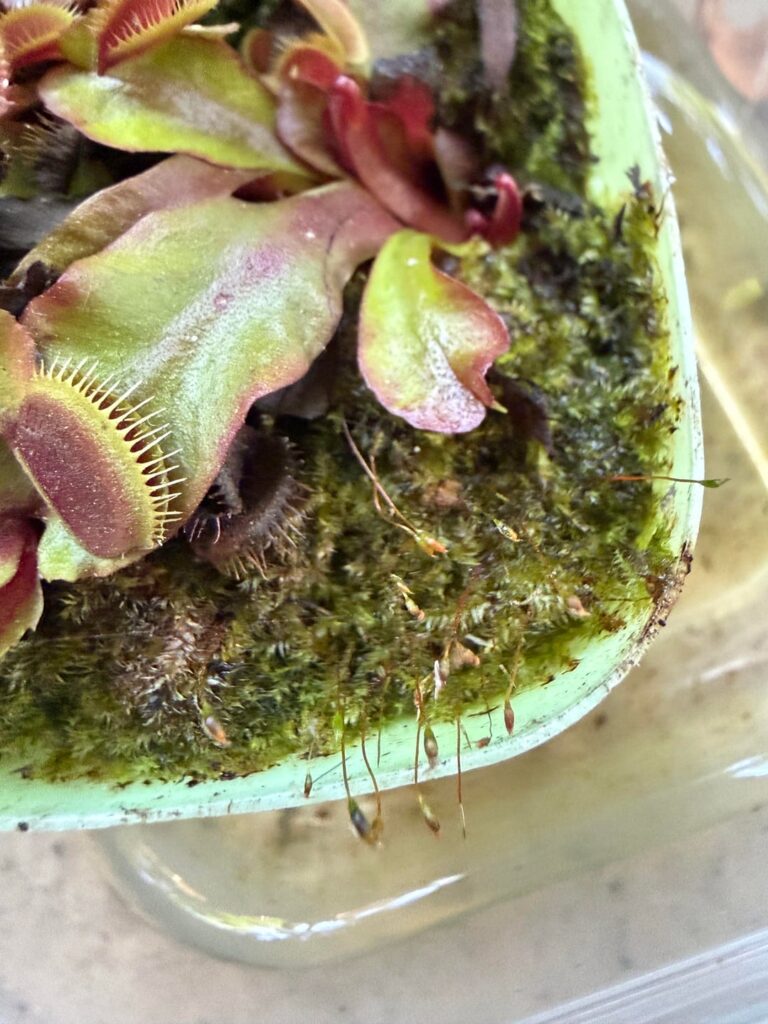 what are these little sprouts around my venus flytrap?