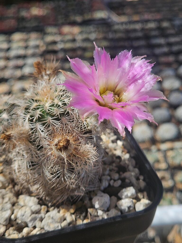 Some stuff flowering around the yard today...