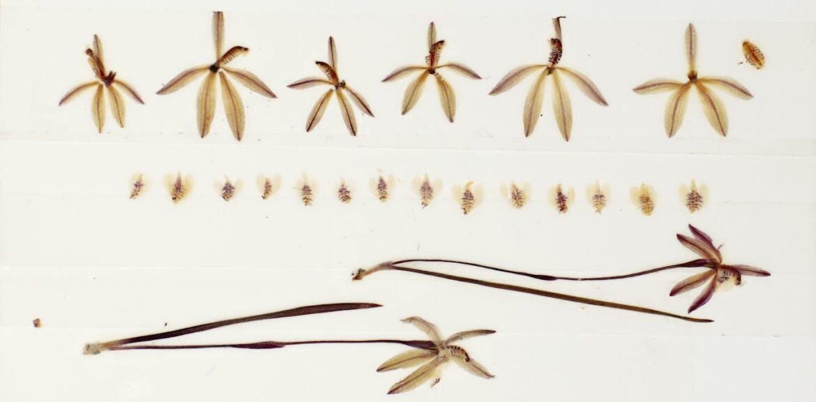 Preserved orchids show pollination has fallen 60% since the 1970s