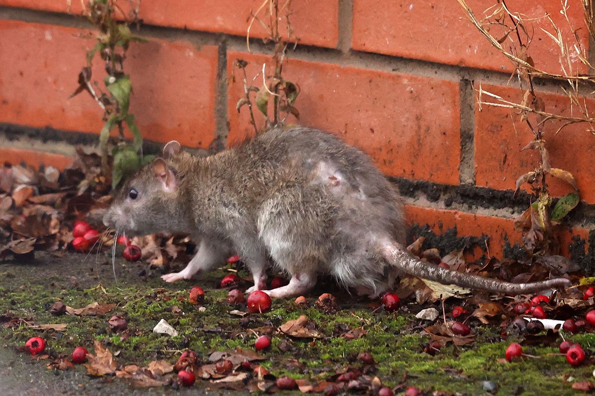 A rat in a UK street