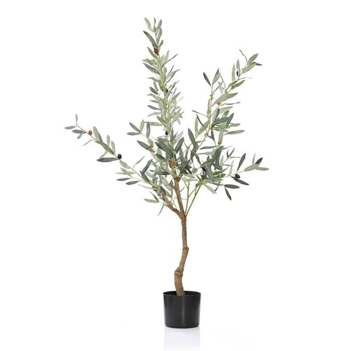 Home Collections Olive Tree