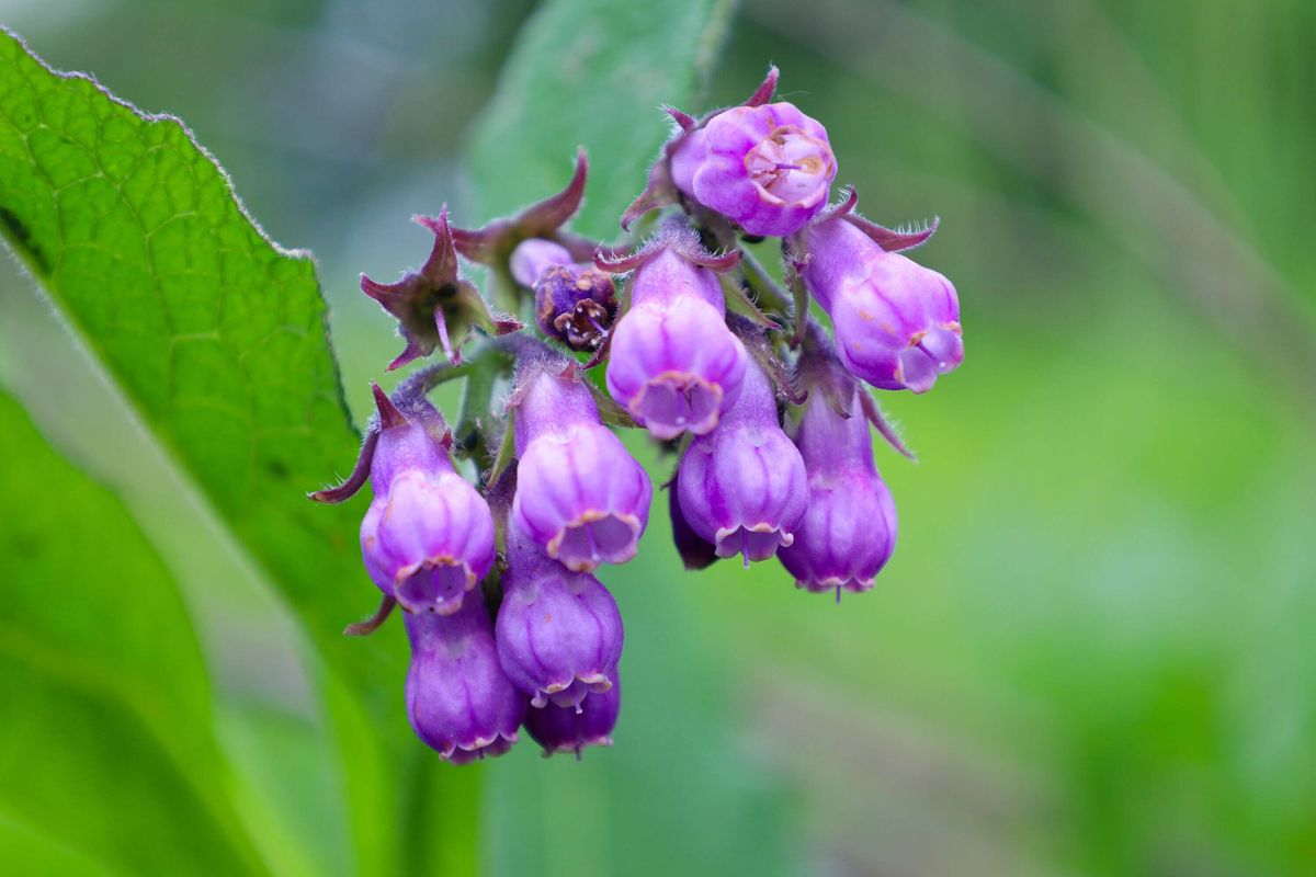 A close-up of comfrey leaves with prominent veins creates an interesting natural texture. This plant, known for its medicinal properties, adds a sense