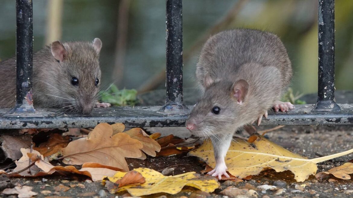 I asked experts which plants can repel rats and mice from gardens – there’s 1 you shouldn’t miss Devon Live