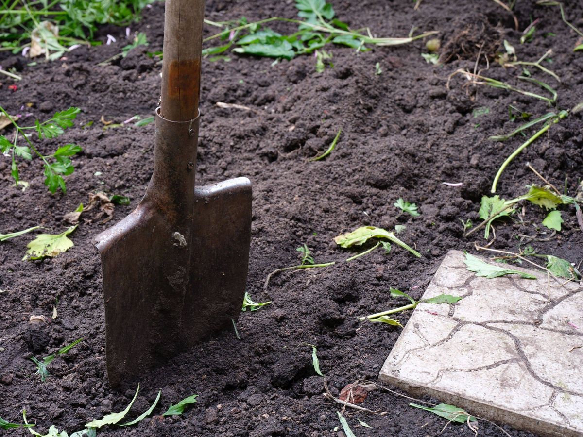 A metal shovel stuck into dark fertile soil in a garden setting.
