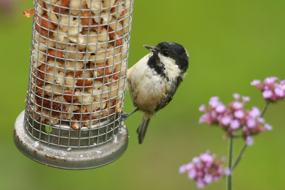 A pretty Coal Tit ( Periparus ater) feeding from a peanut feeder.
