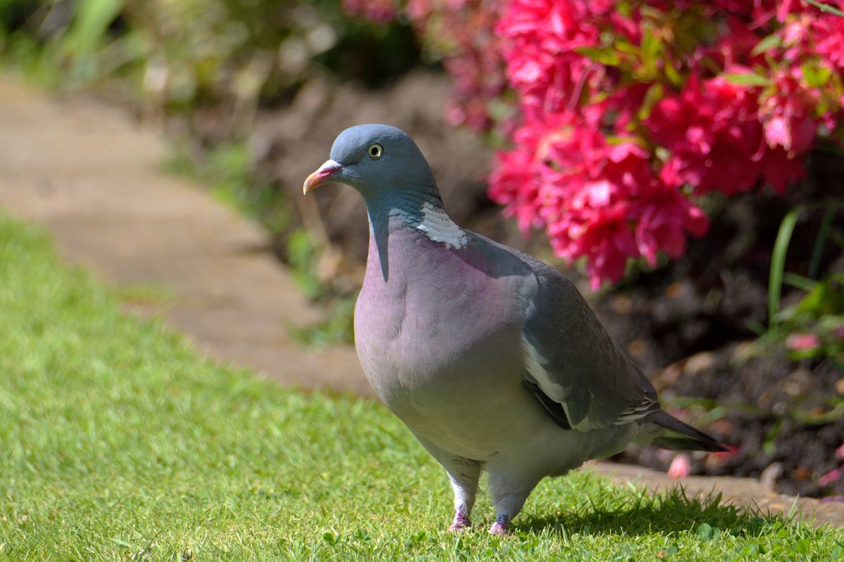 Pigeon in garden