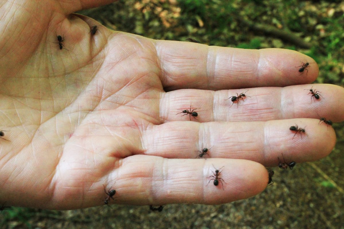 Black ants on hand