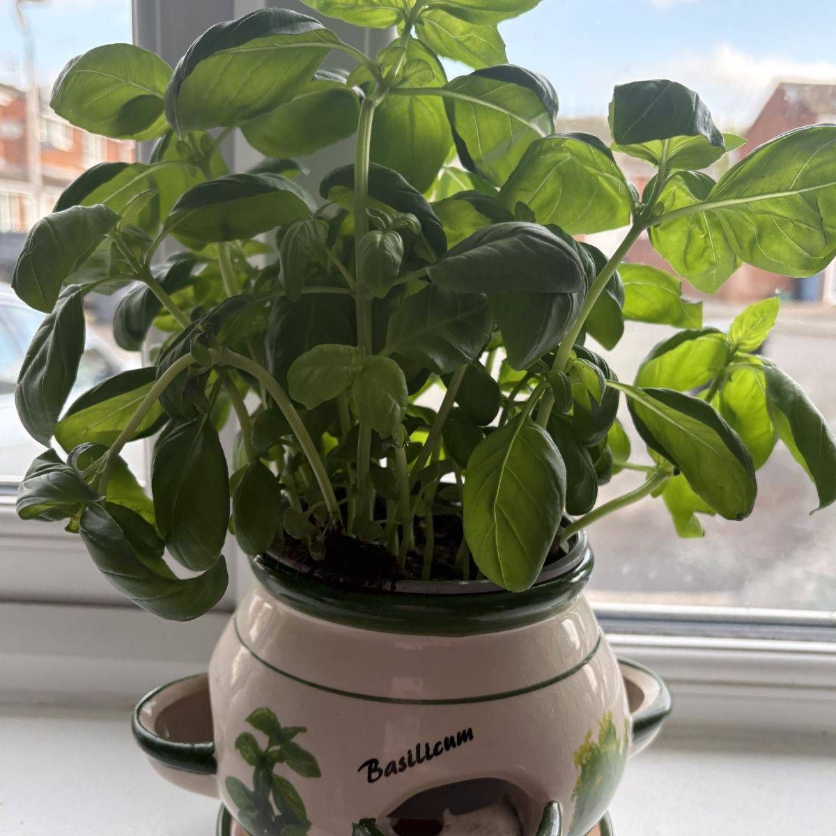 Basil growing in pot
