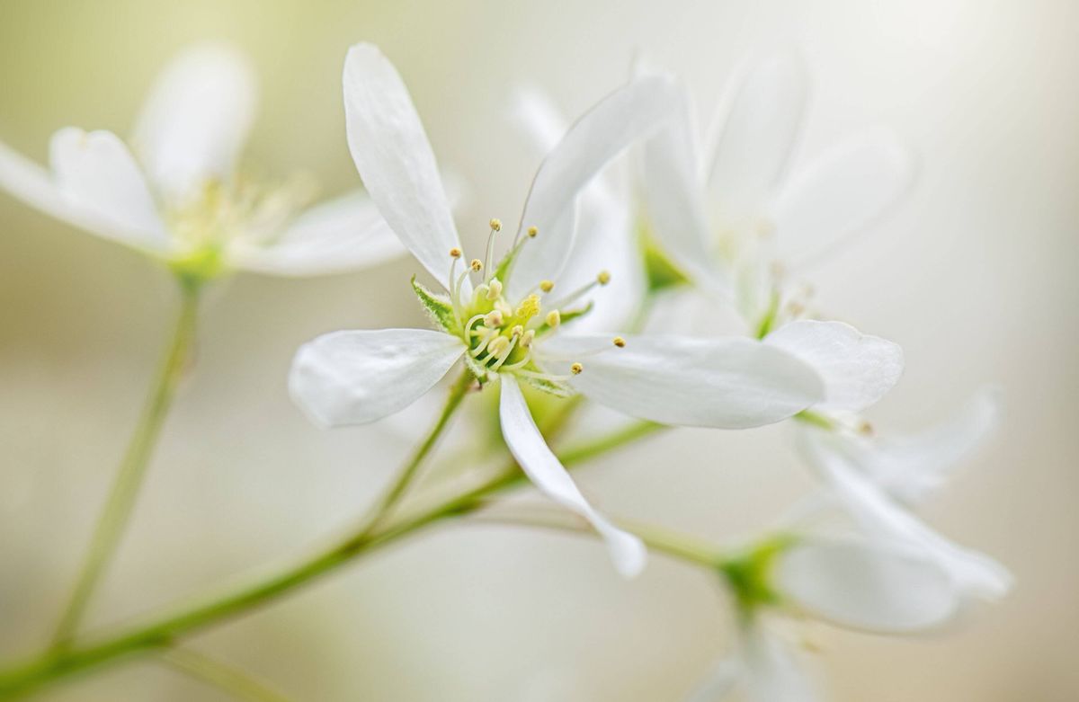 Beautiful white, spring flowers of Amelanchier, Juneberry Tree or Serviceberry